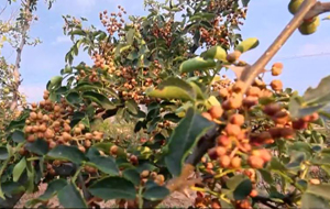 河津市2萬畝花椒喜獲豐收