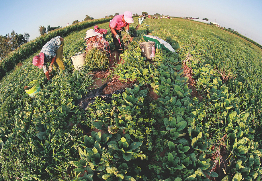 藥農(nóng)們冒著高溫天氣加緊進(jìn)行人工除草、防蟲、抗旱、保墑等田間管理。